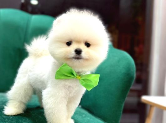 Teddybear Pomerian Yavrularımız Dişi Ve Erkek görsel