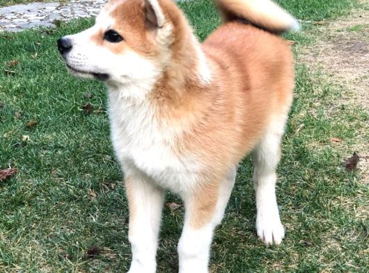 Japon Aki̇ta Inu Yavrulari̇ İstanbul görsel