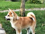 Japon Aki̇ta Inu Yavrulari̇ İstanbul
