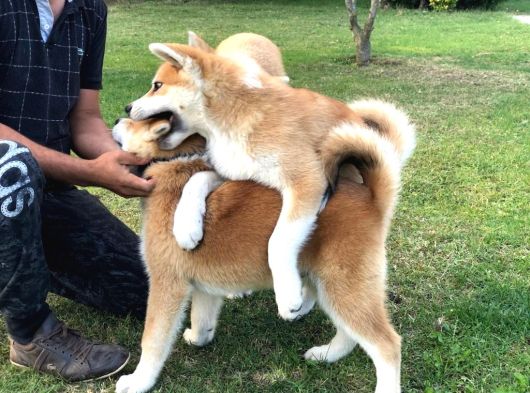 Japon Aki̇ta Inu Yavrulari̇ İstanbul