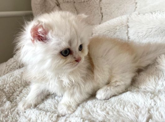 Göz Alıcı Güzellikte Golden Bebekler görsel
