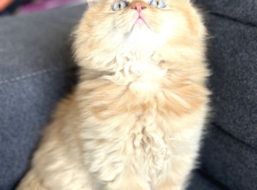 Golden Long Bebeğimiz Yeni Yuvasını Arıyor görsel