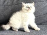 SAFKAN AYI SURAT BRİTİSH BEBEKLER