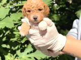 Mini Mini Poodle Yavrular