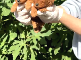 Mini Mini Poodle Yavrular