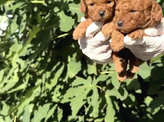 Mini Mini Poodle Yavrular