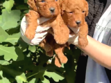 Mini Mini Poodle Yavrular
