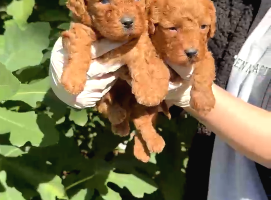Mini Mini Poodle Yavrular görsel