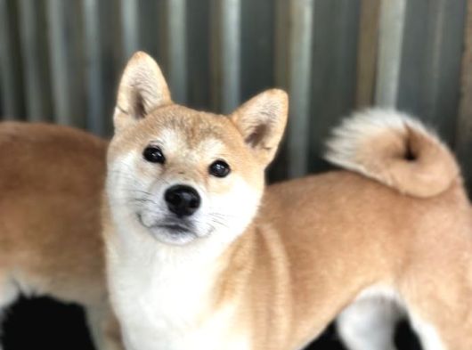 Shiba Inu Yavruları görsel