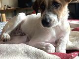 Cookie - ismi ile müsemma kahve rengi benekli