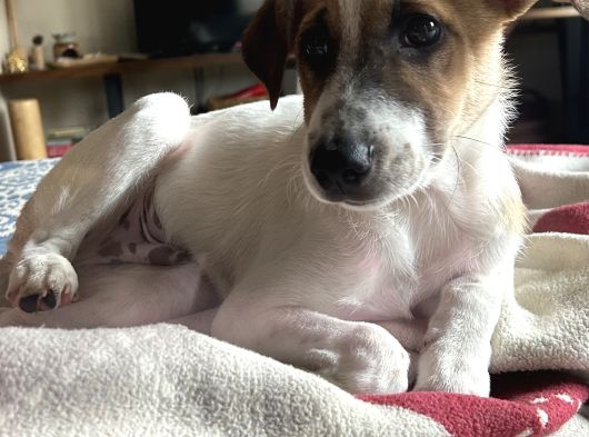 Cookie - Ismi Ile Müsemma Kahve Rengi Benekli