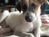 Cookie - Ismi Ile Müsemma Kahve Rengi Benekli