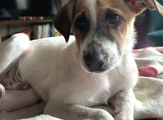 Cookie - Ismi Ile Müsemma Kahve Rengi Benekli görsel