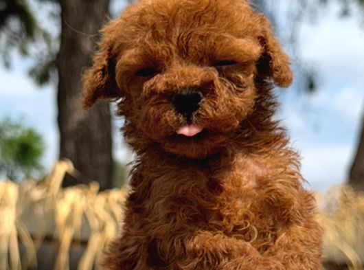 Kore Poodle Çok Şirin Yavrular görsel