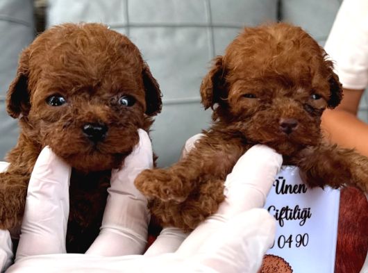 Kore Poodle Çok Şirin Yavrular görsel