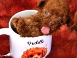 Kore Poodle Çok Şirin Yavrular