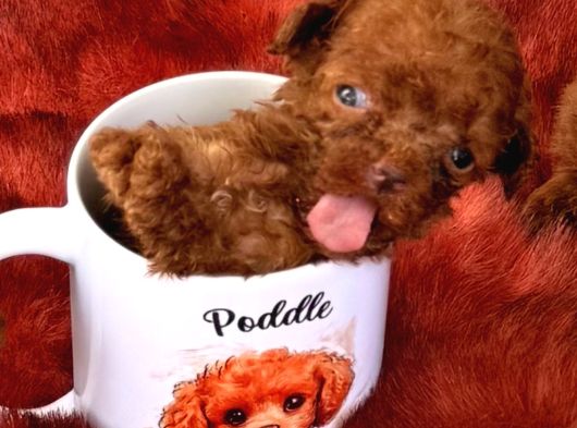 Kore Poodle Çok Şirin Yavrular görsel