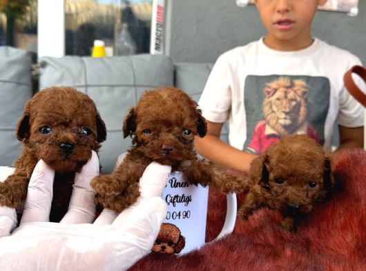 Kore Poodle Çok Şirin Yavrular görsel