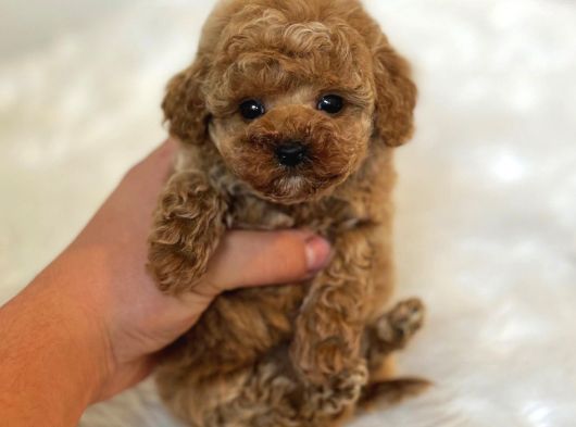 Core Toy Poodle Bebekler