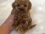 Core Toy Poodle Bebekler