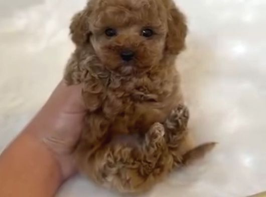 Core Toy Poodle Bebekler görsel