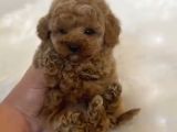 Core Toy Poodle Bebekler