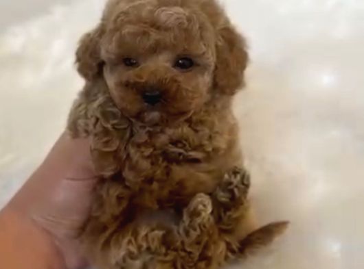 Core Toy Poodle Bebekler görsel