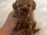 Core Toy Poodle Bebekler