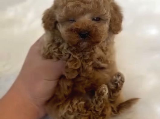 Core Toy Poodle Bebekler görsel