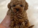 Core Toy Poodle Bebekler