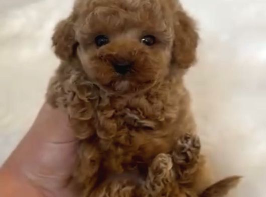 Core Toy Poodle Bebekler görsel