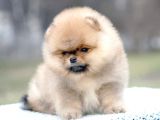 Secereli Irk Garantili Pomeranian Boo Teddy Bear