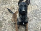 Safkan Belçika Kurdu Malinois