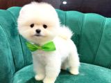 Teddybear Pomerian Yavrularımız Dişi Ve Erkek