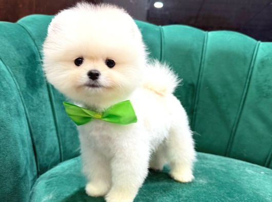 Teddybear Pomerian Yavrularımız Dişi Ve Erkek görsel