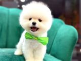 TeddyBear Pomerian Yavrularımız Dişi Ve Erkek