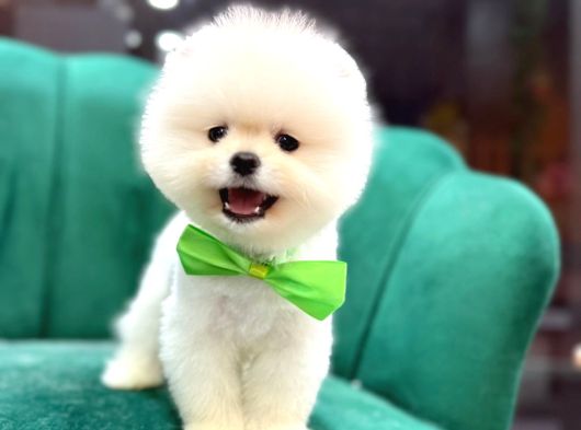 Teddybear Pomerian Yavrularımız Dişi Ve Erkek