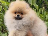 SHOW CLASS TEDDY BEAR KIZIMIZ