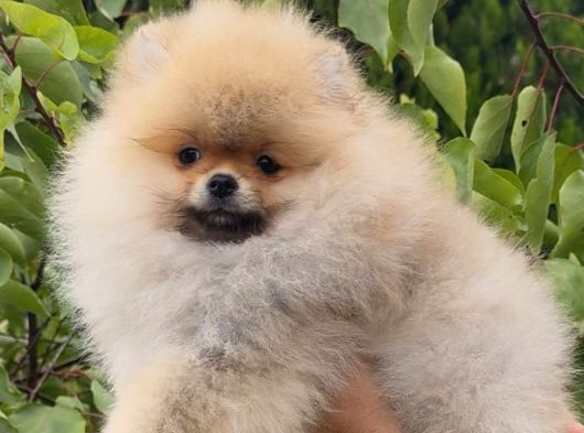 Show Class Teddy Bear Kizimiz