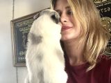Border Collie Yavruları