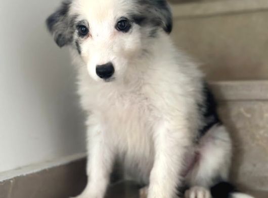 Border Collie Yavruları görsel