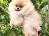 Show Class Teddy Bear Kizimiz