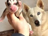 Sibirya Kurdu Husky Yavruları