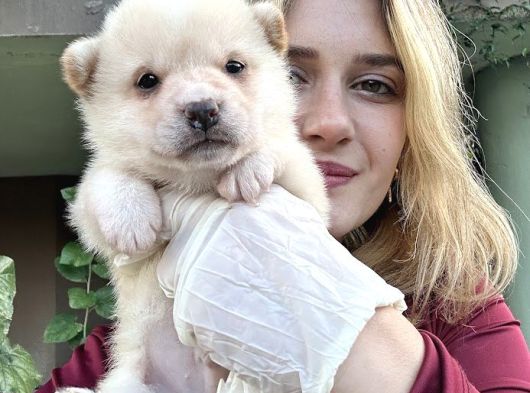 Shiba Inu Yavruları görsel