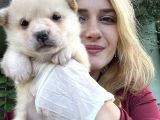 Shiba Inu Yavruları