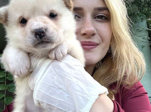 Shiba Inu Yavruları görsel