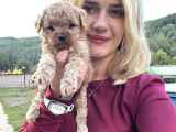 Toy Poodle Yavrular
