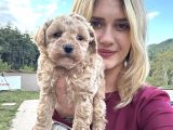 Toy Poodle Yavrular