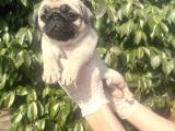 Pug Mops Yavrulari Mama Ve Malzeme Kampanyanli