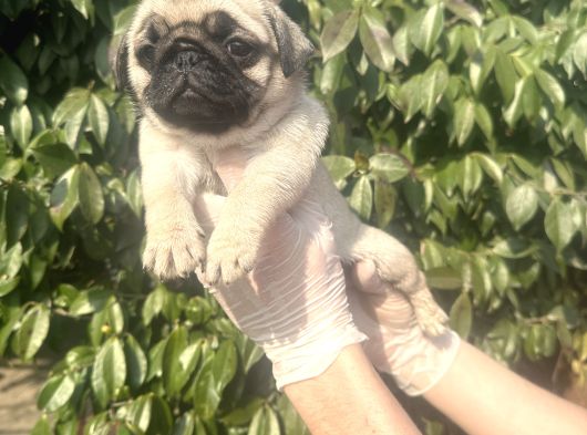 Pug Mops Yavrulari Mama Ve Malzeme Kampanyanli görsel